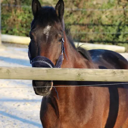 Prim'tout فندق مبيت وإفطار Ohey